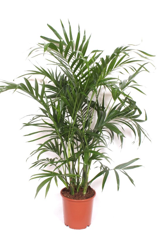 Chamaedorea cataractarum Stella