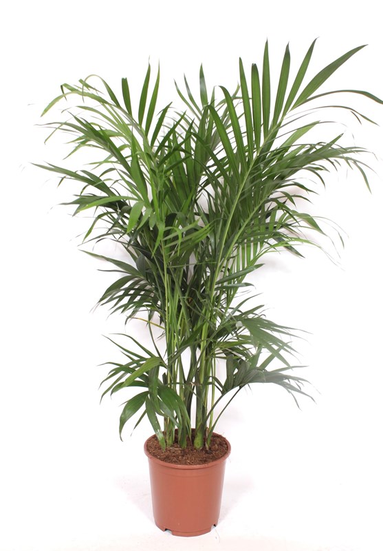 Chamaedorea cataractarum Stella