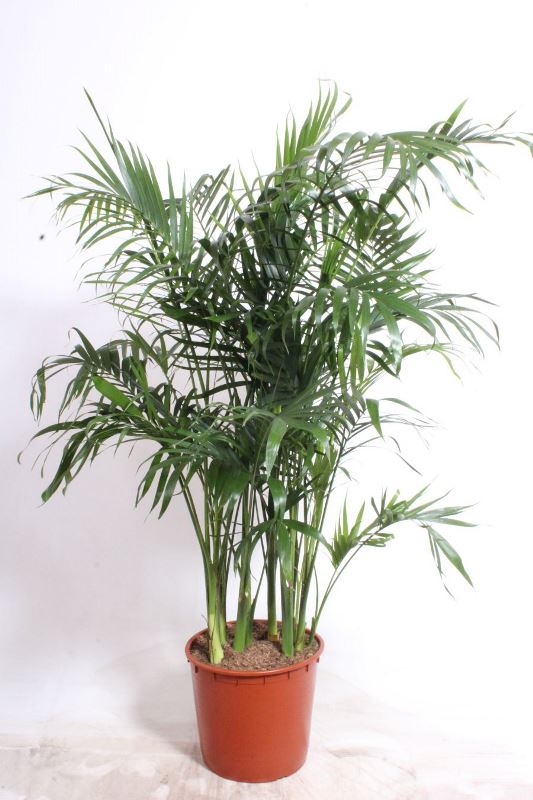 Chamaedorea cataractarum Stella