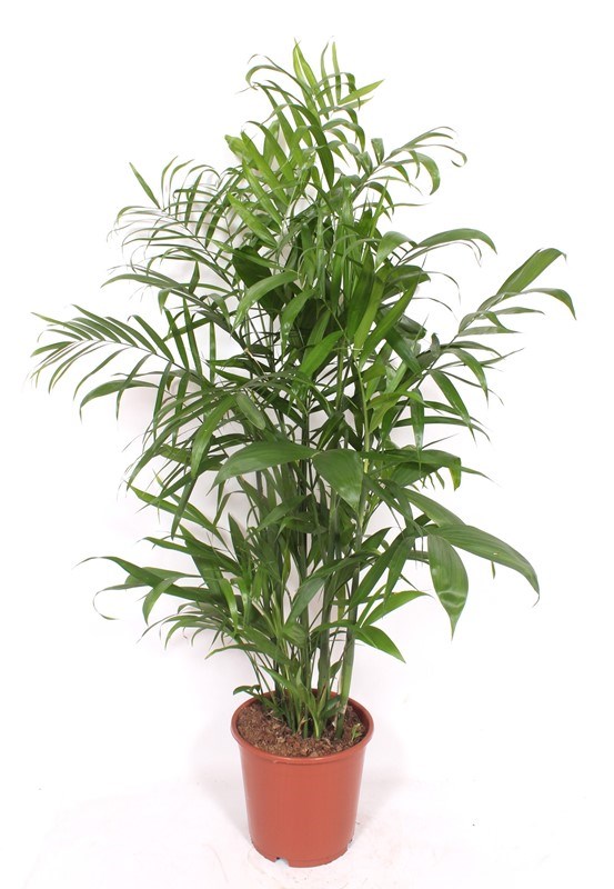 Chamaedorea seifrizii