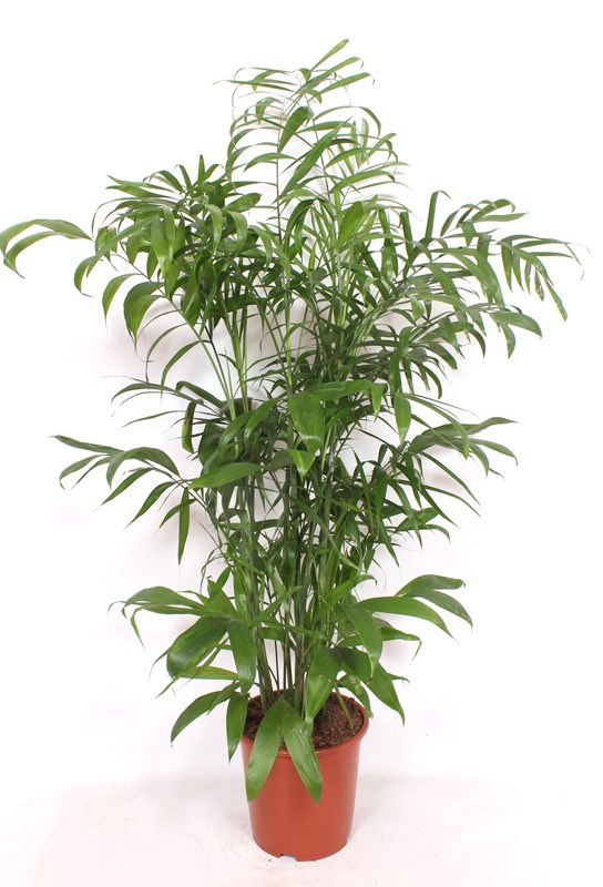 Chamaedorea seifrizii