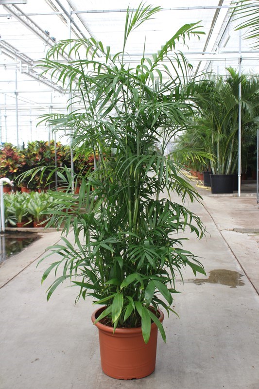 Chamaedorea seifrizii