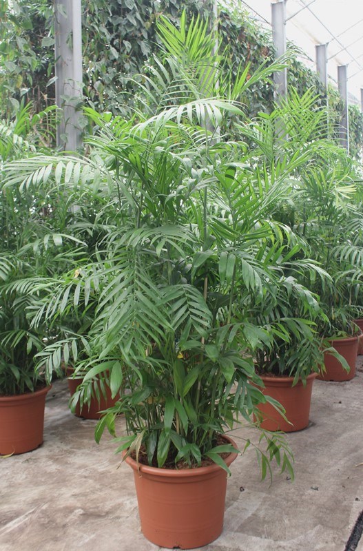 Chamaedorea seifrizii