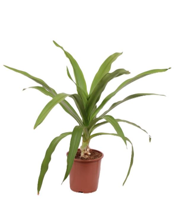 Crinum alba
