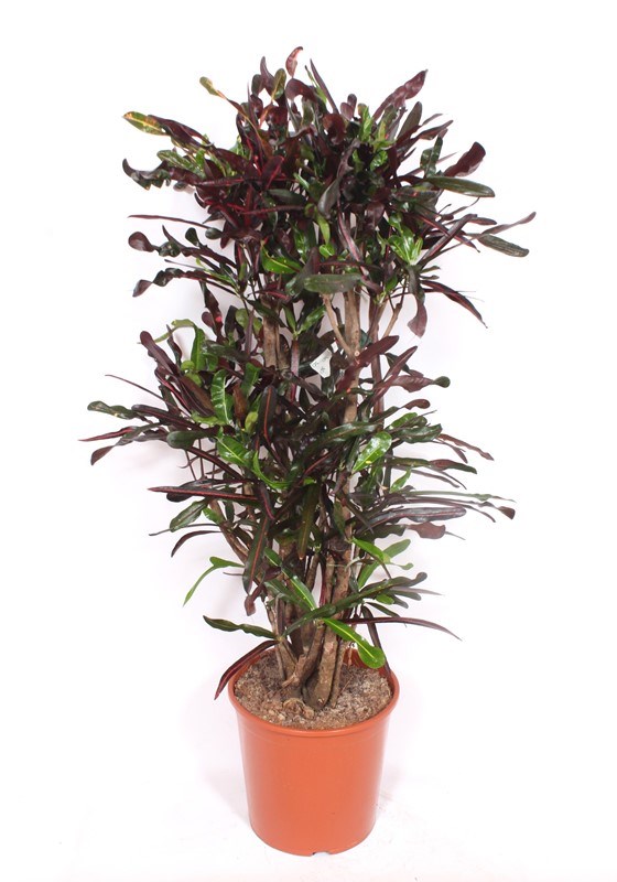 Croton Curly dark