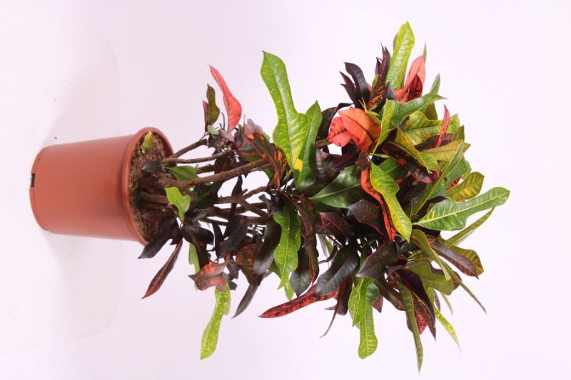 Croton Excellent