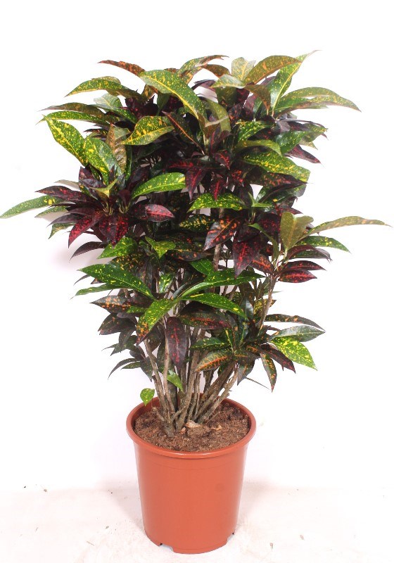 Croton Freckles