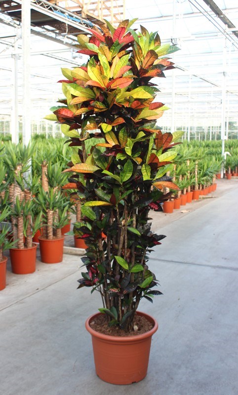 Croton Iceton