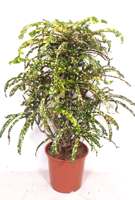 Croton King of Siam
