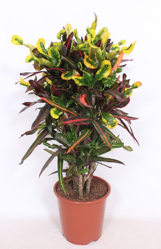 Croton Mammi