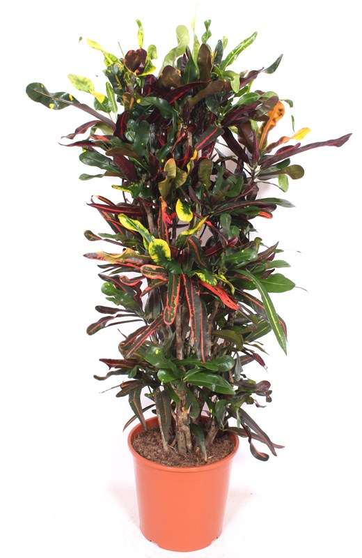 Croton Mammi