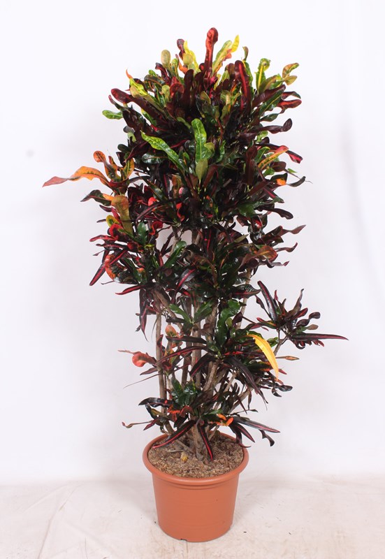 Croton Mammi