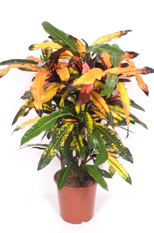 Croton Mango