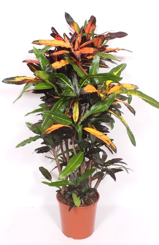 Croton Mango
