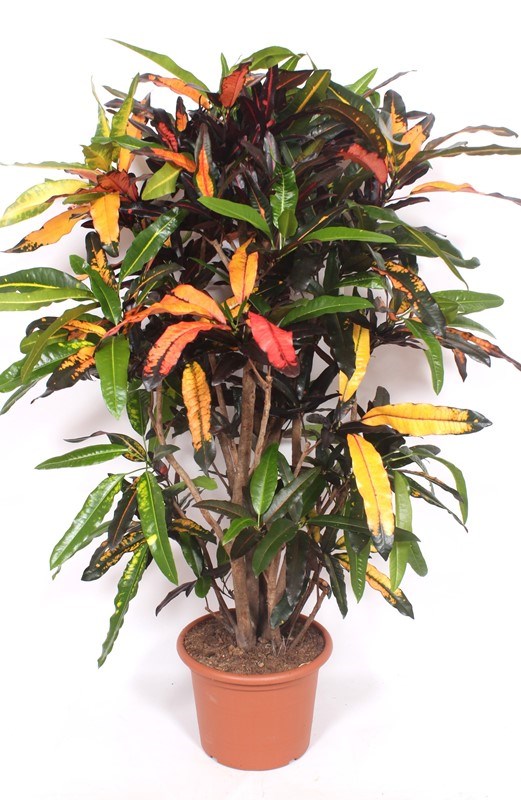 Croton Mango