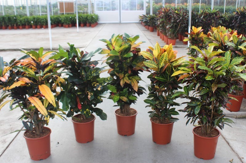 Croton mix