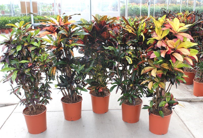 Croton mix