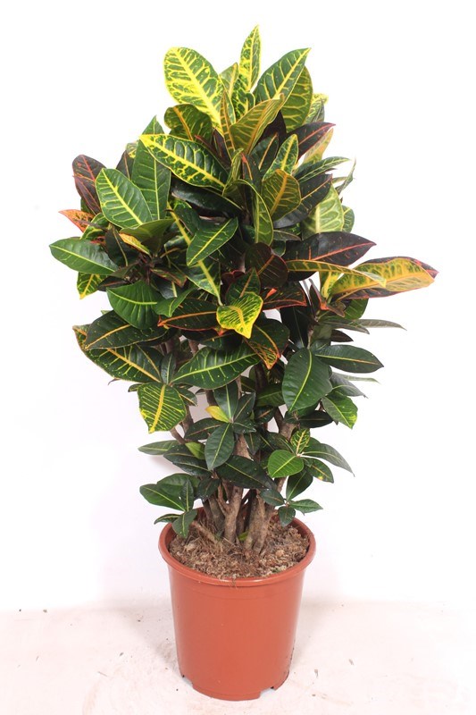 Croton Petra