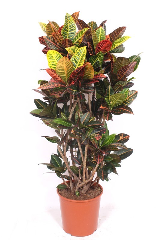 Croton Petra