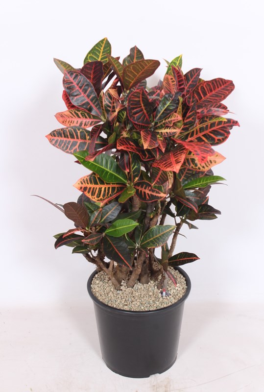 Croton Petra