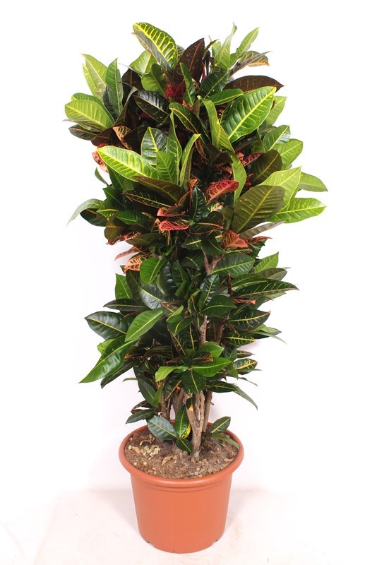 Croton Petra