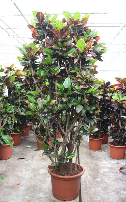 Croton Petra