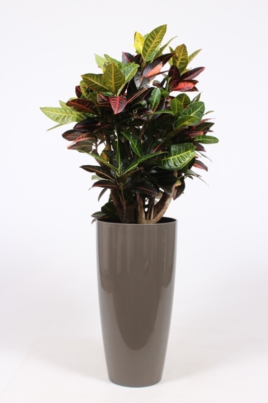 Croton Petra
