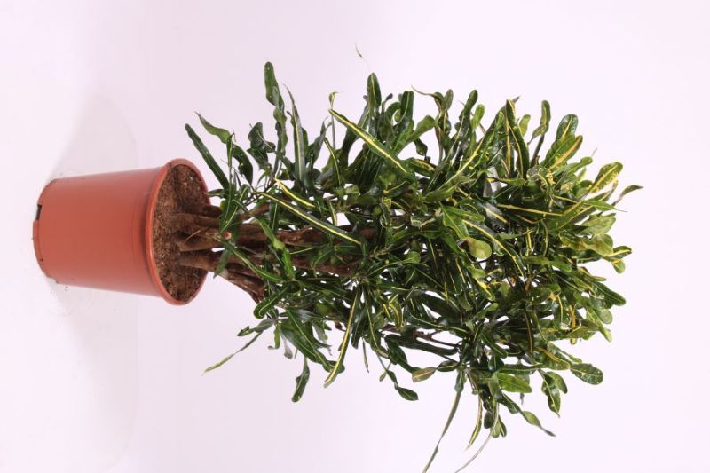 Croton Yellow Mammi