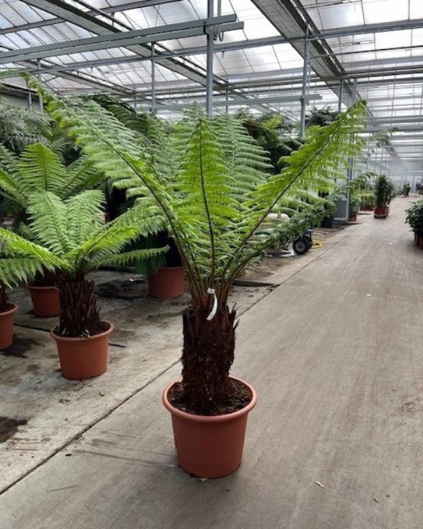 Dicksonia antarctica