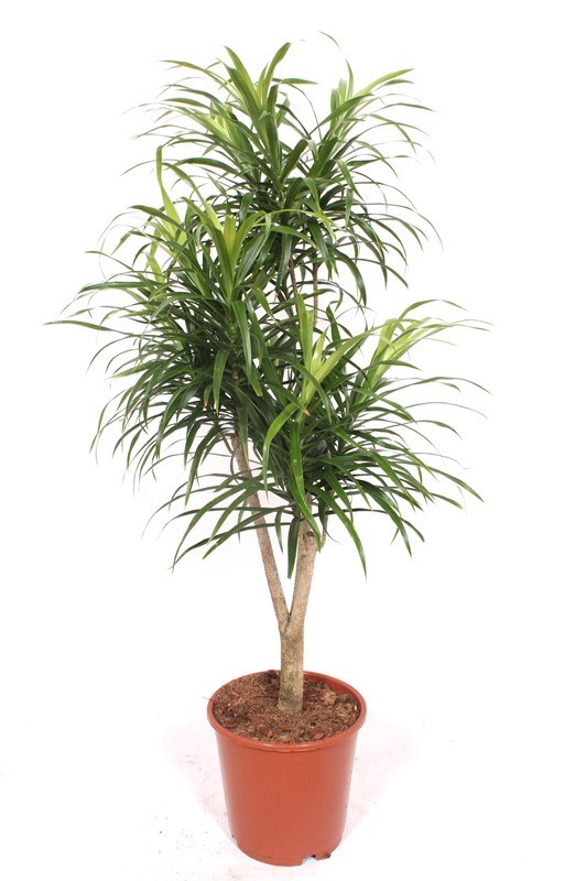Dracaena Anita