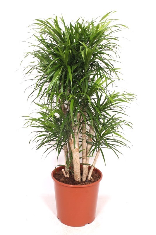 Dracaena Anita