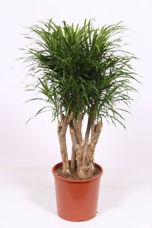 Dracaena Anita