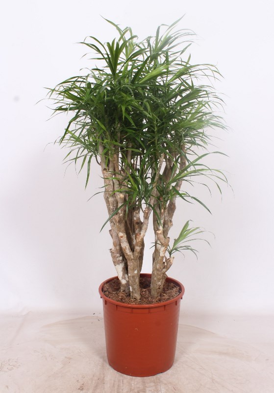 Dracaena Anita