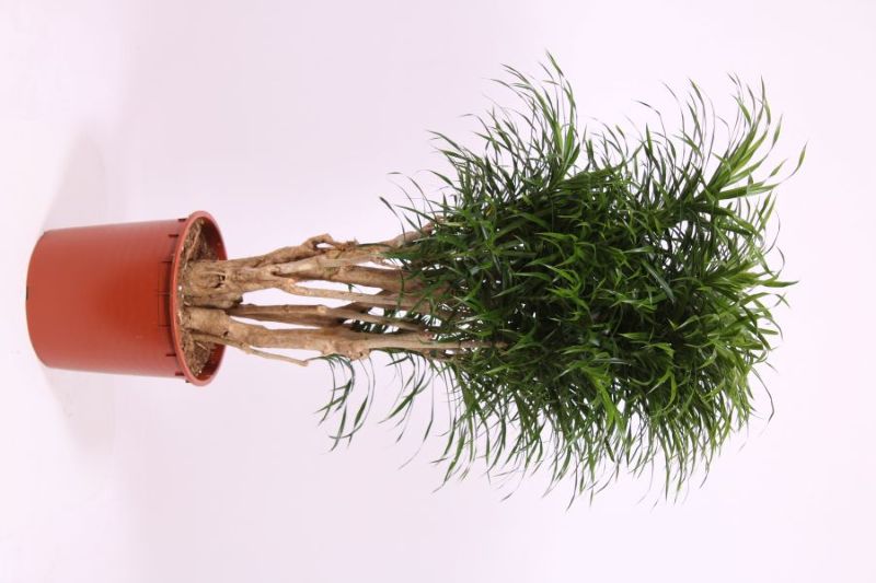 Dracaena Anita