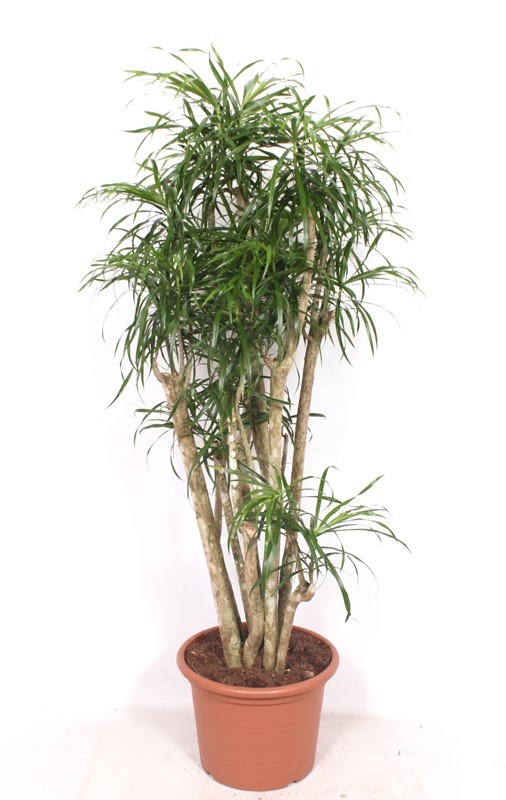 Dracaena Anita