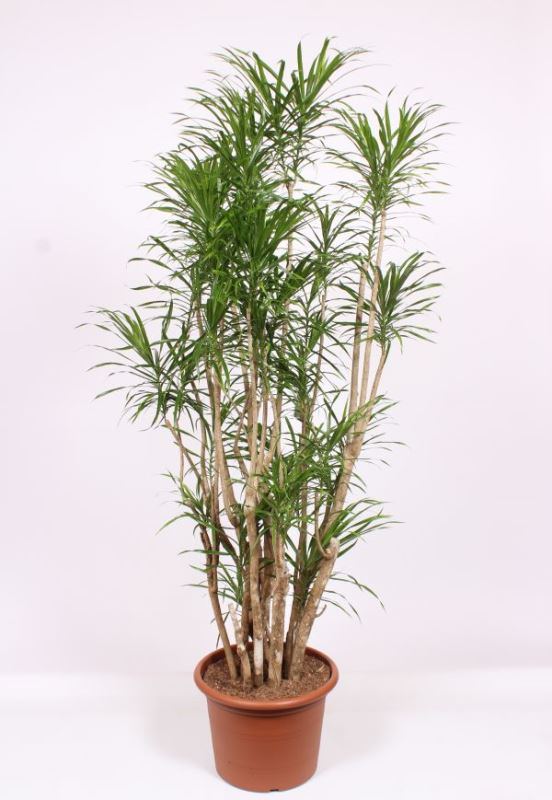 Dracaena Anita