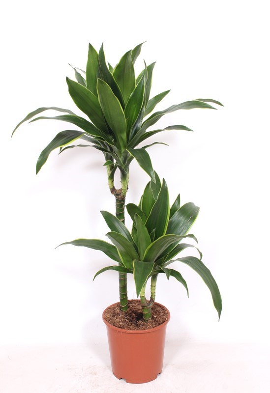 Dracaena Arturo