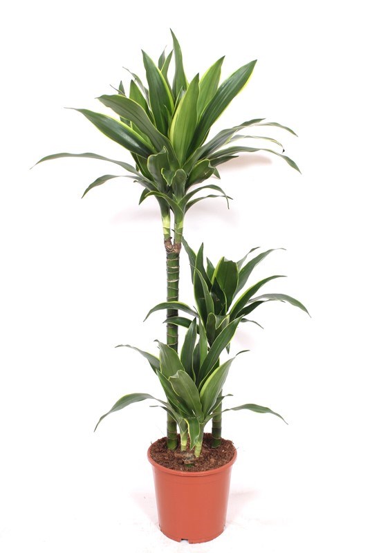 Dracaena Arturo