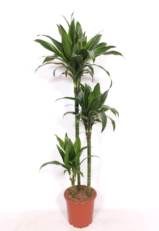 Dracaena Arturo