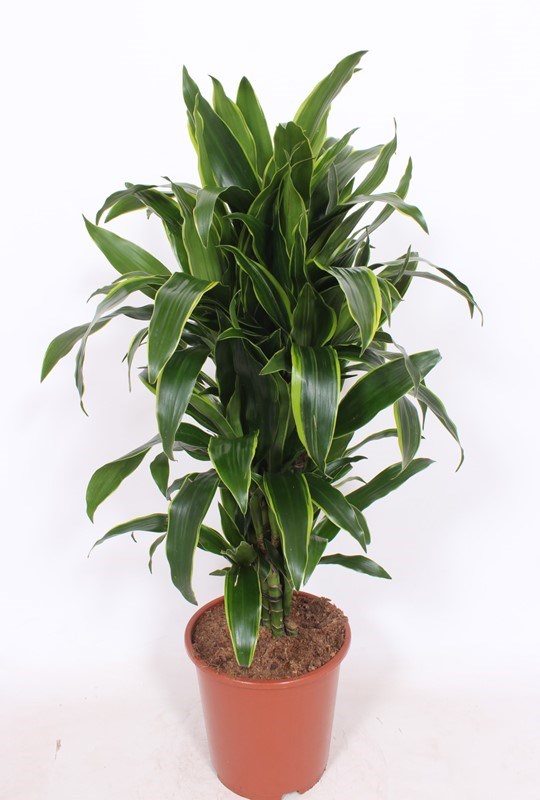 Dracaena Arturo