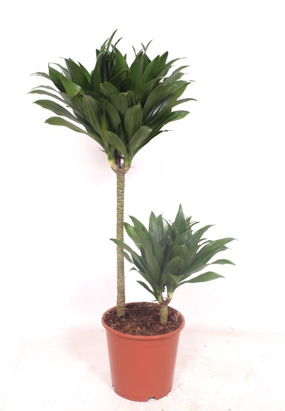 Dracaena Compacta