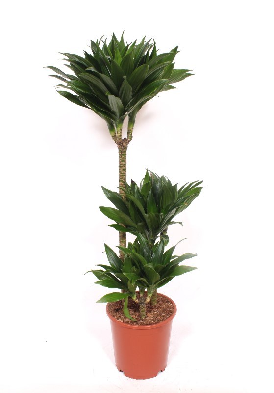 Dracaena Compacta