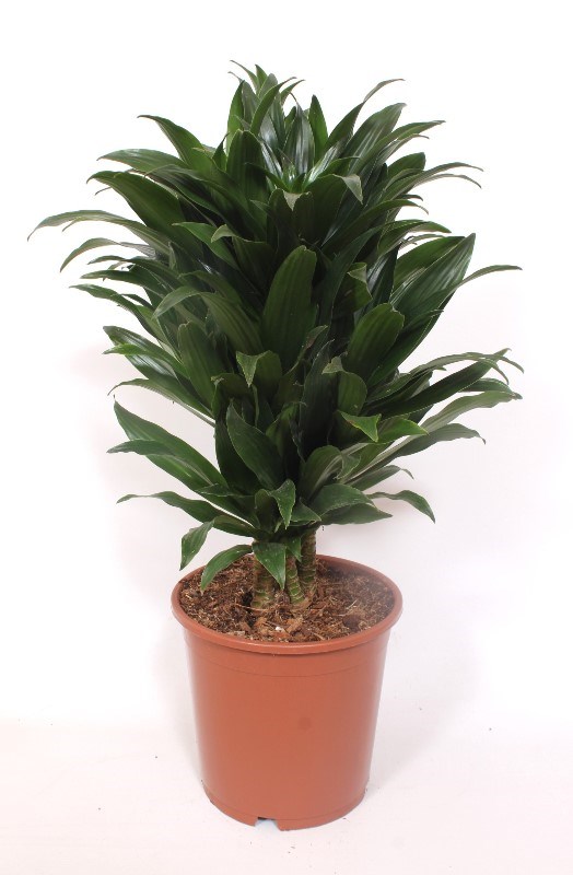Dracaena Compacta