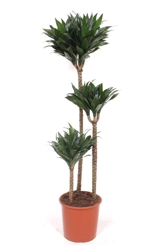 Dracaena Compacta