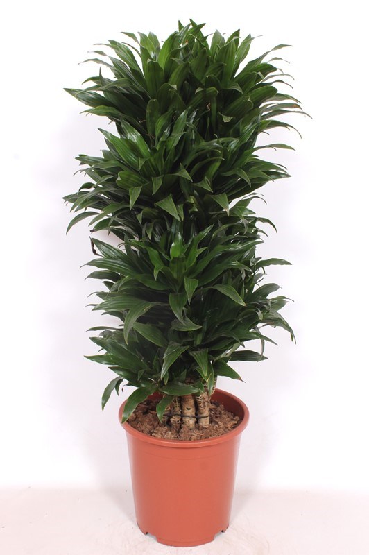 Dracaena Compacta