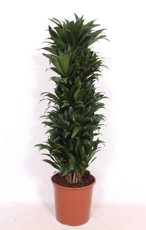 Dracaena Compacta