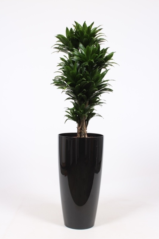 Dracaena Compacta