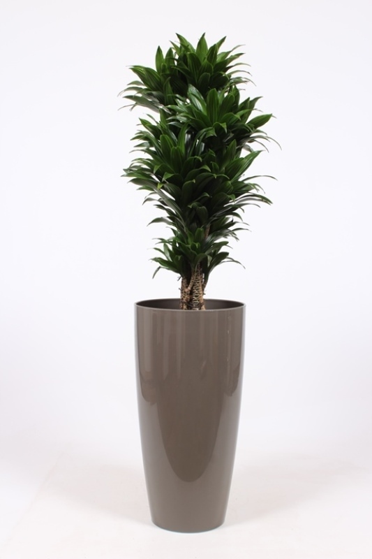 Dracaena Compacta