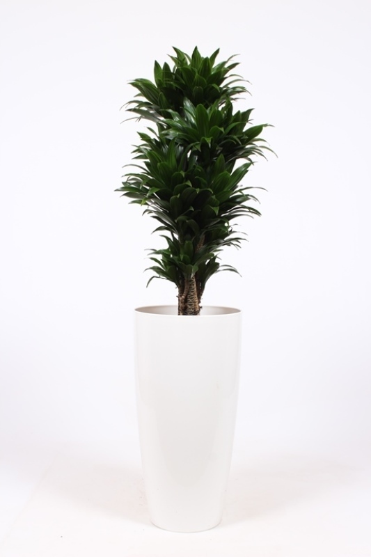 Dracaena Compacta
