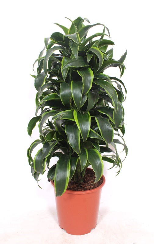 Dracaena Dorado